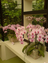 Keukenhof 2009 - virágkiállítás