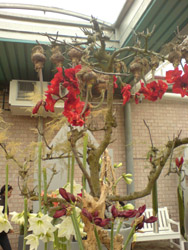 Keukenhof 2009 - virágkiállítás