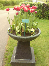 Keukenhof 2009 - virágkiállítás