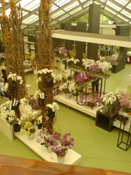 Keukenhof 2009 - virágkiállítás