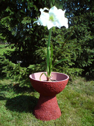 Virágtartó amarilisszel